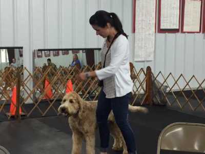 Dog Training Classes in Fayetteville NC